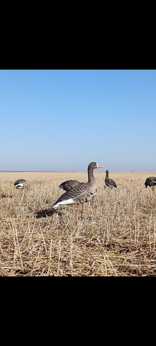 Чучела гусей белолобый