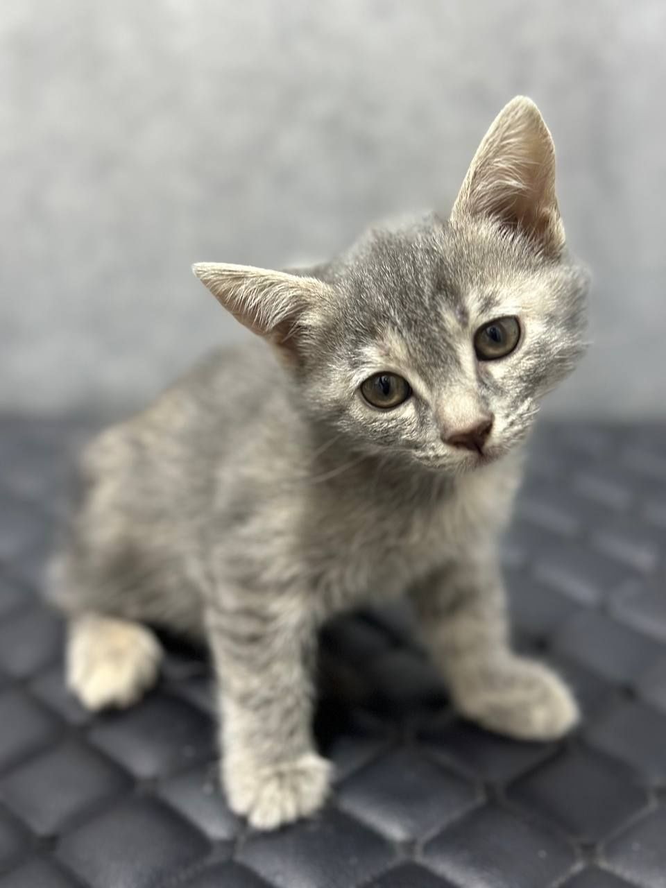 Отдам милых котят в добрые руки