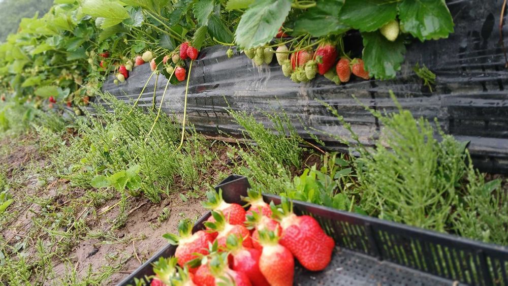 Продавам Разсад Ягоди