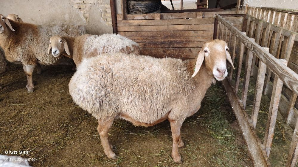 Продам овцематку костная ,линия красавчик.