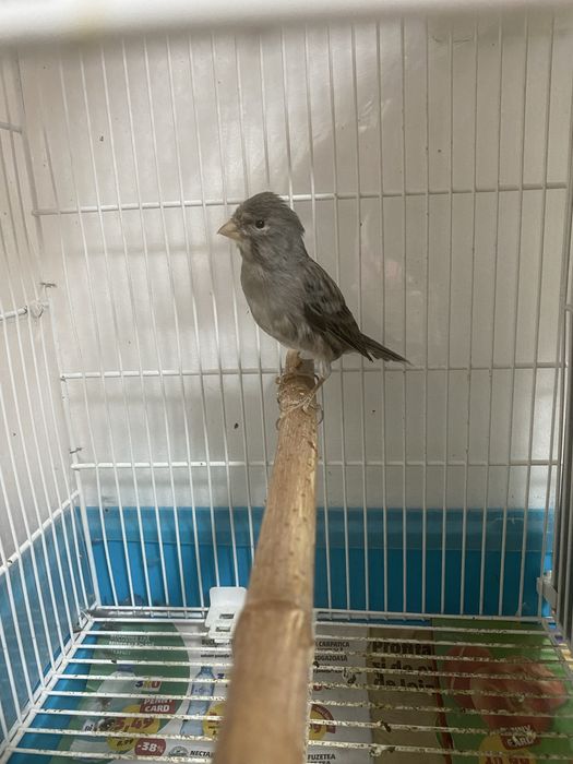De vanzarehibrid canarus