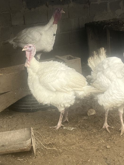 Curci de vânzare crescute natural