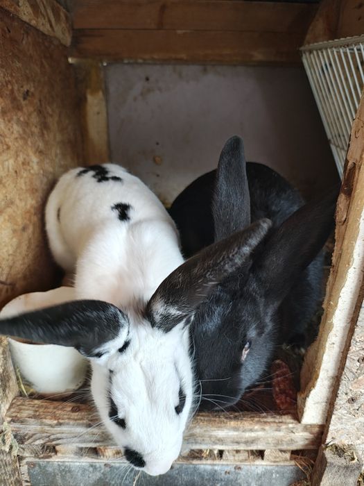 Iepuri (masculi & femele) - vârsta 8-9 luni