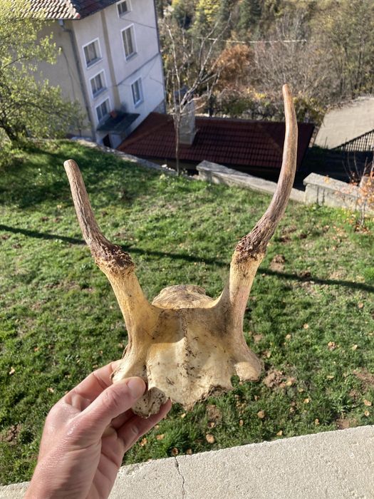 Рогаааааааааааааа