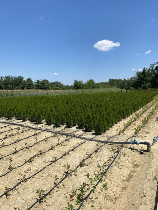 Vand tuia plante ornamentale pentru gard viu flori pomi