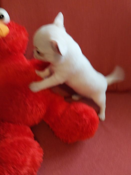 Свободни чихуахуа