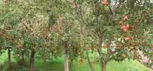 Vand mere din gradina