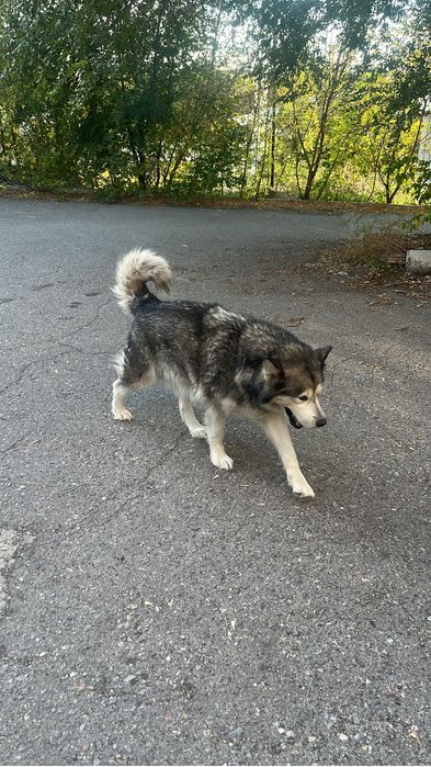 Пропала собака, маламут, сука