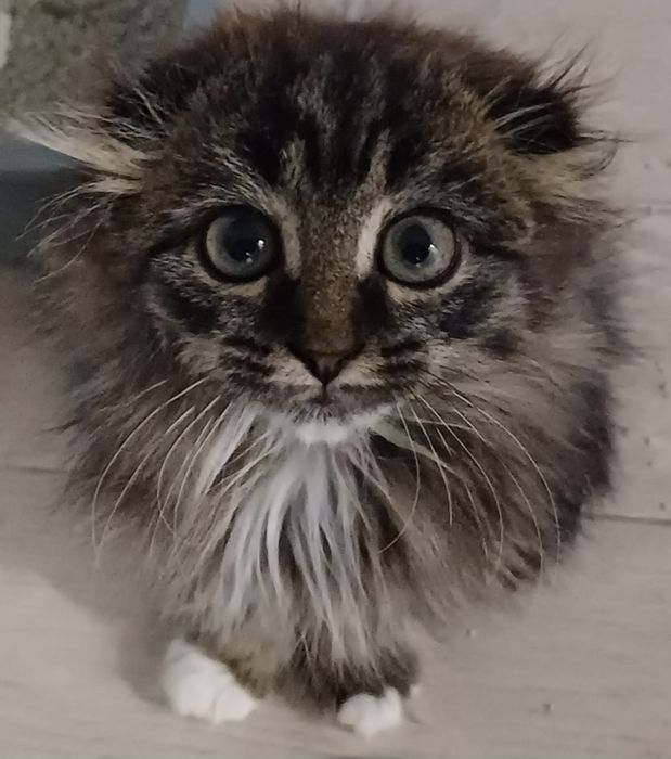 Котики маленькие