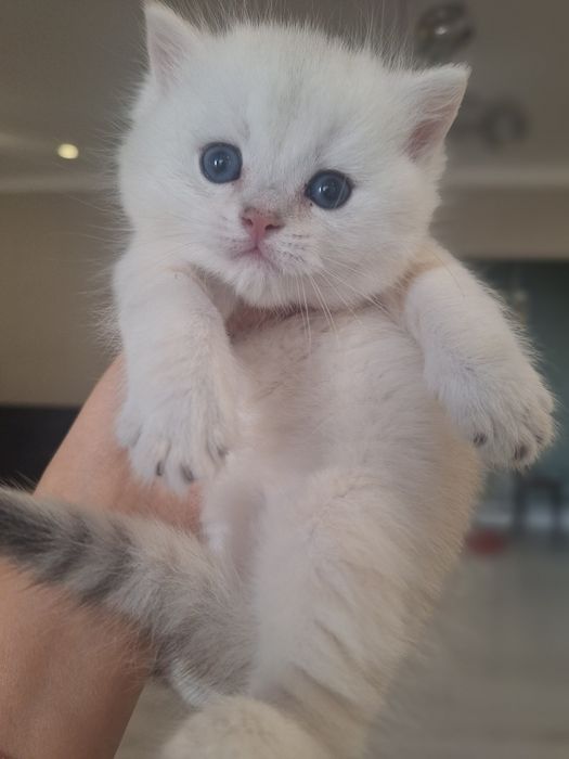 Элитные Британские шиншиллы