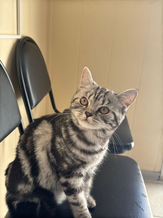 Продам кошку в добрые руки