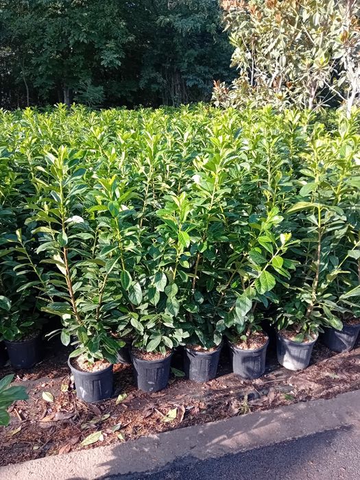 Laur englezesc novita plantă cu frunza veșnic verde