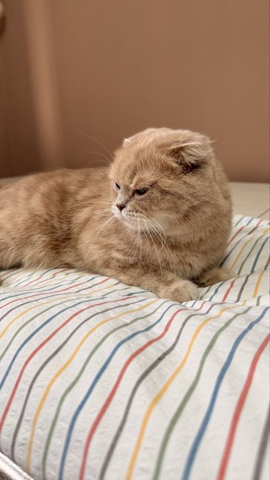 Шотландская вислоухая