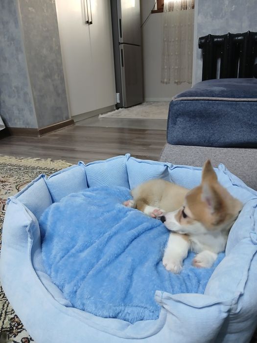 Продаю щенка Корги 3 месяца