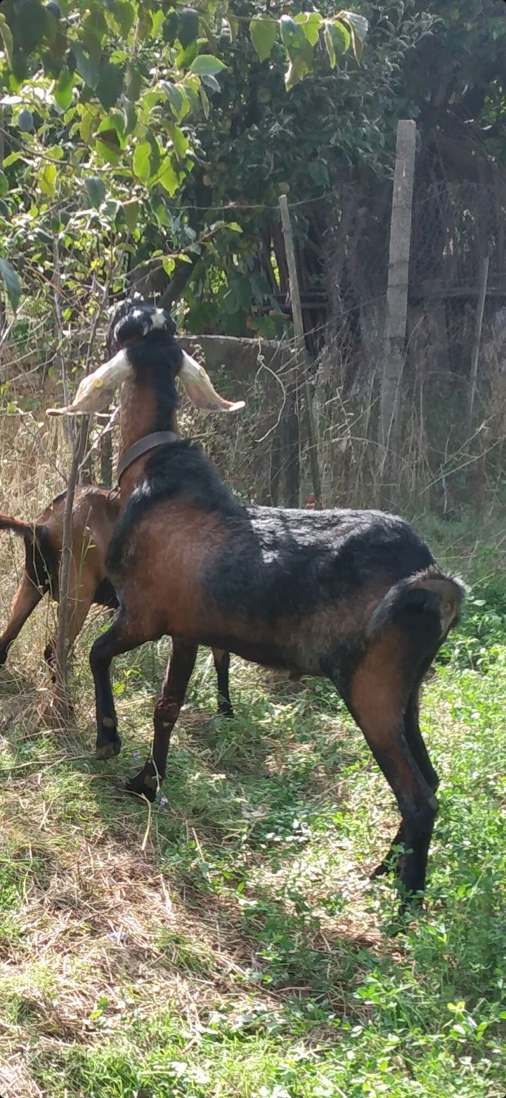 Țap Anglo-Nubian schimba domiciliul