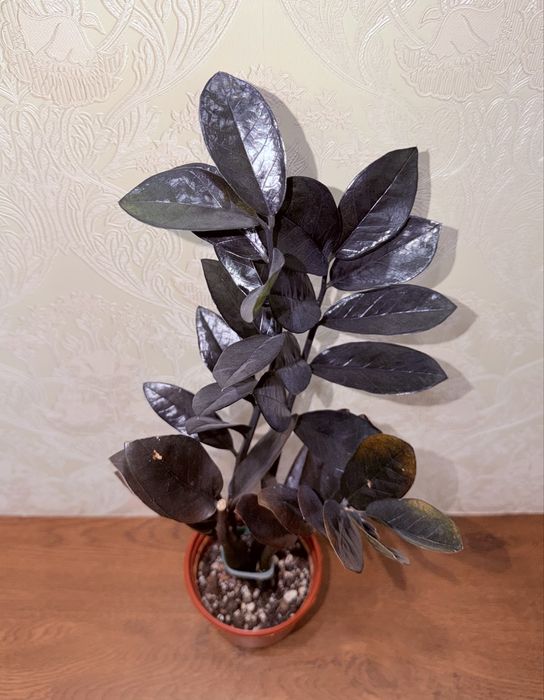 Замиокулькас, комнатные растения, комнатные цветы