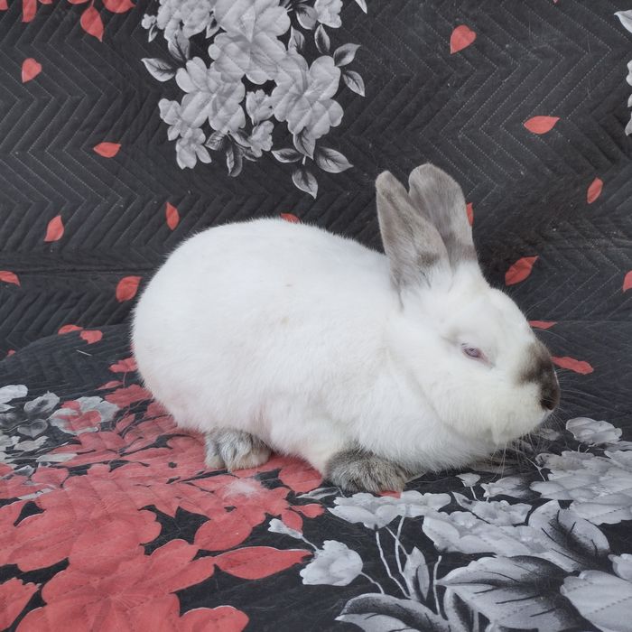 Цика и калифорнийски зайци