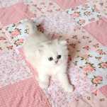 British longhair chinchilla