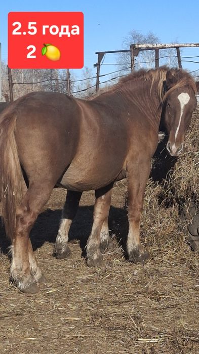 Жеребцы,Советские тяжеловозы