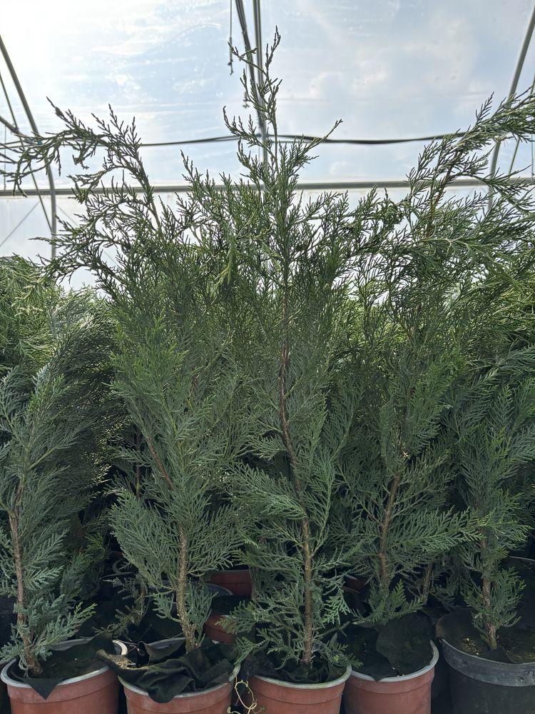 Chiparos Leylandii gard viu