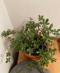 Planta mare crassula ovata
