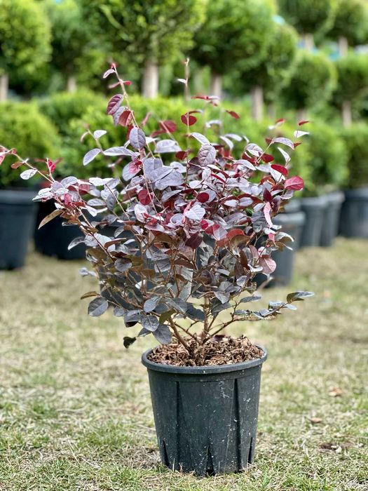 Eleganță naturală în grădina ta cu plante ornamentale