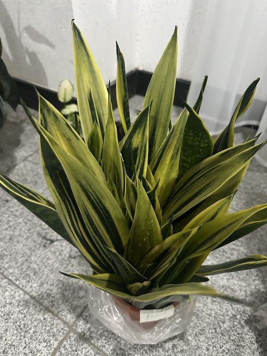 Сансивьеры тещин язык растение в дом в дом цветок