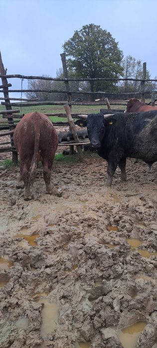 Продадени са животните