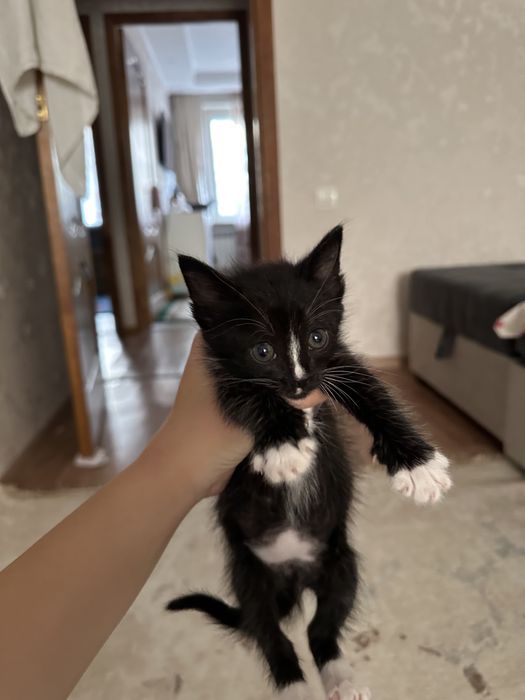 В ответственные руки маленький котенок