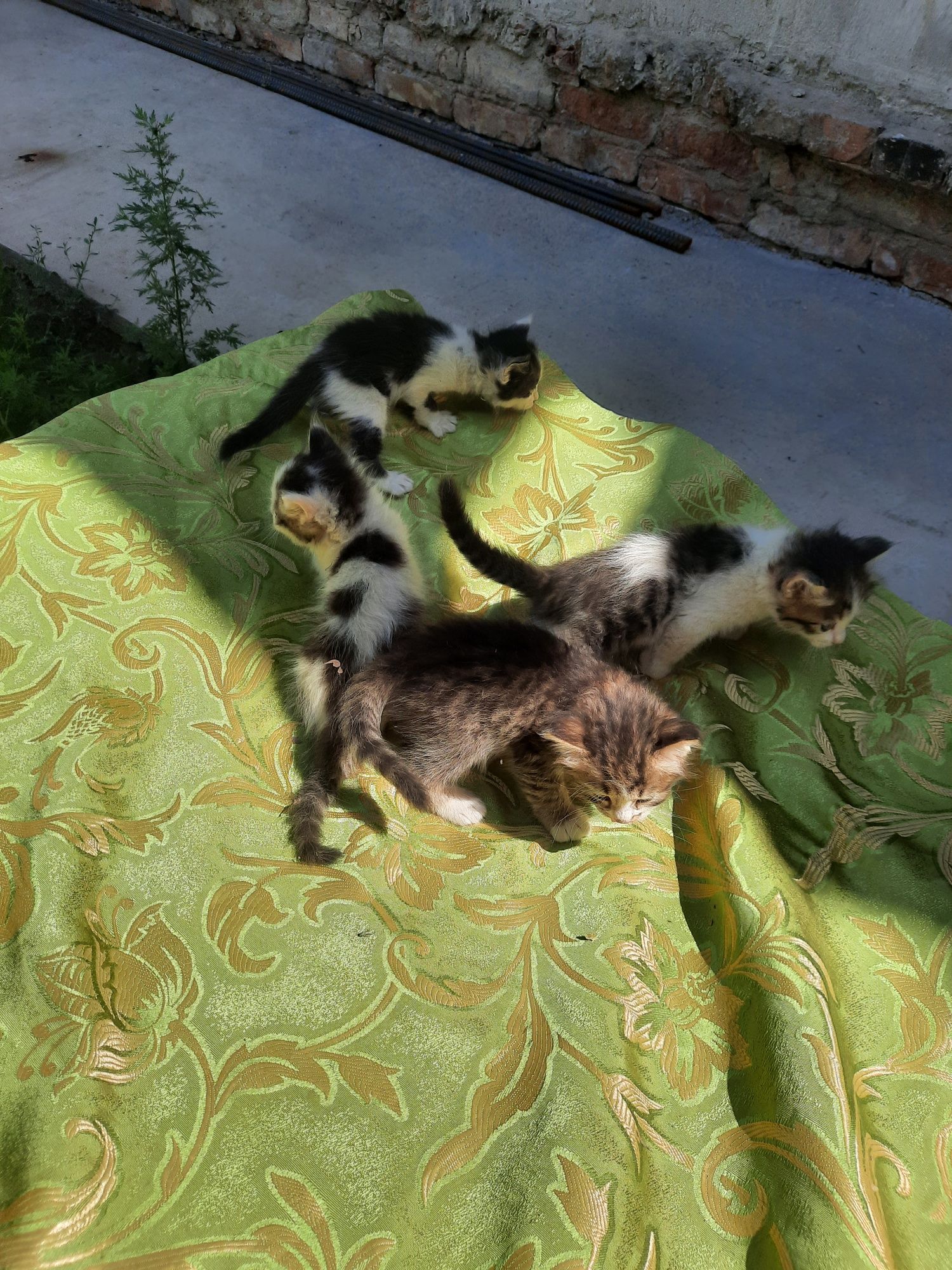 Отдам котят в хорошие ручки,умные, спокойные, игривые красивые котята