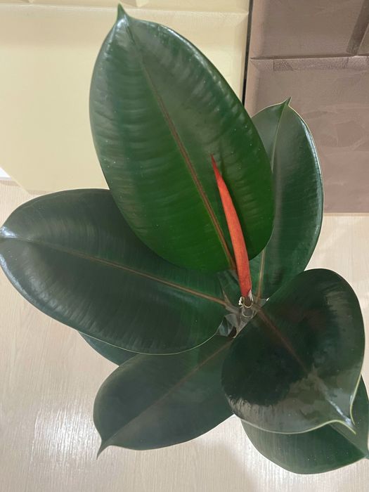 Фикус Эластика (Ficus elastica)
