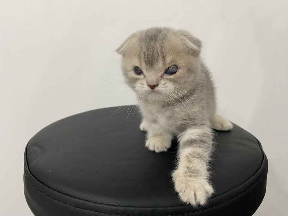 Вислоухие котята шотландской породы чистокровные !