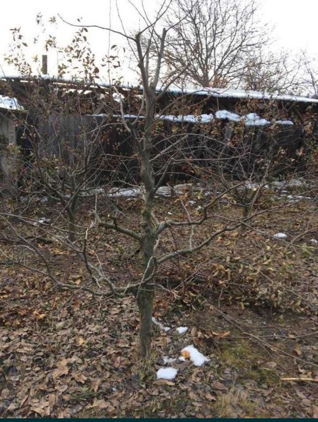 Tăiere/Cosmetizare/Pomi Fructiferi Rapid.