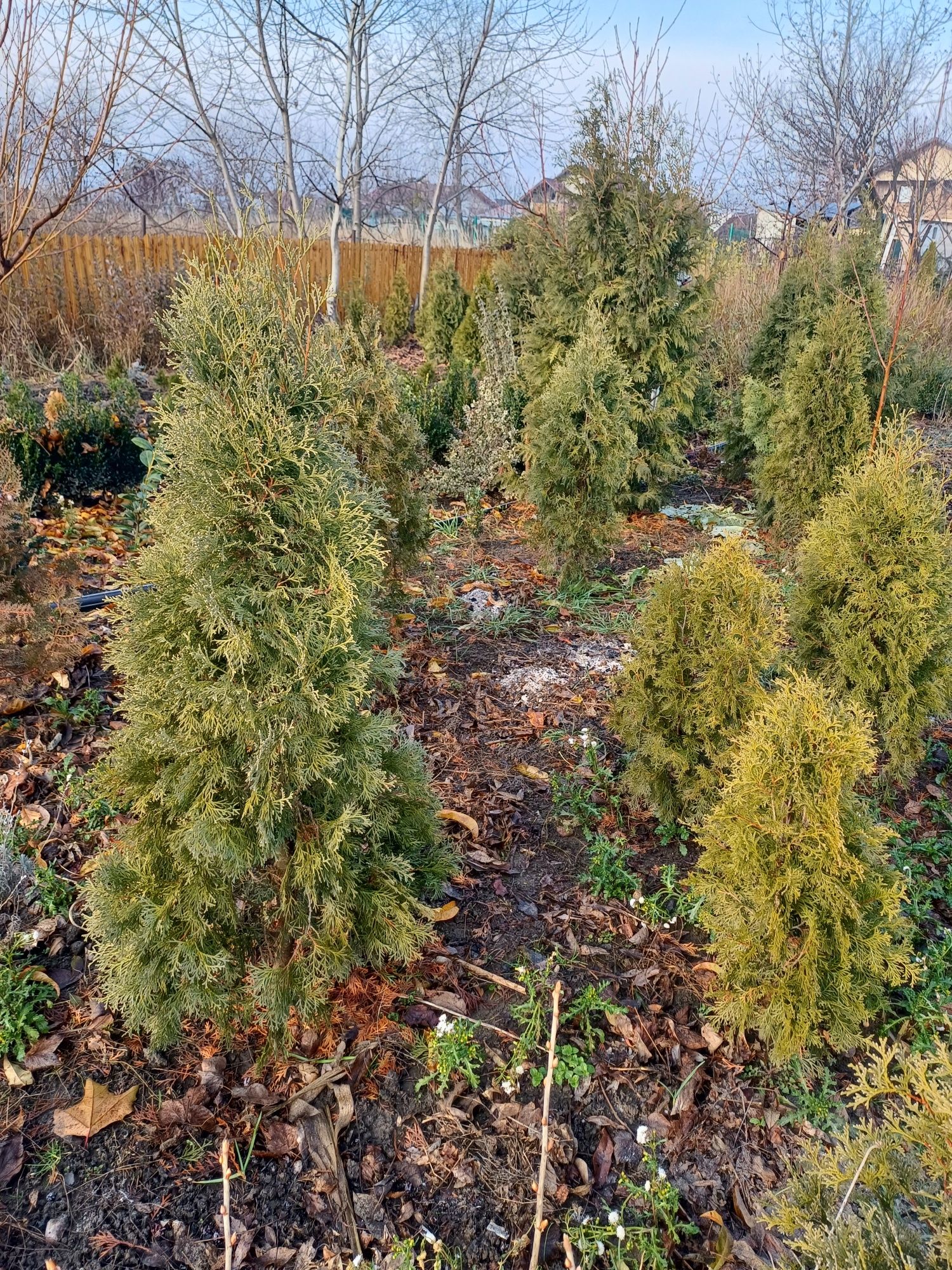 Vind magnolii, tuia , ienupăr galben,ienupăr tîrîtor,buxus, trandafiri