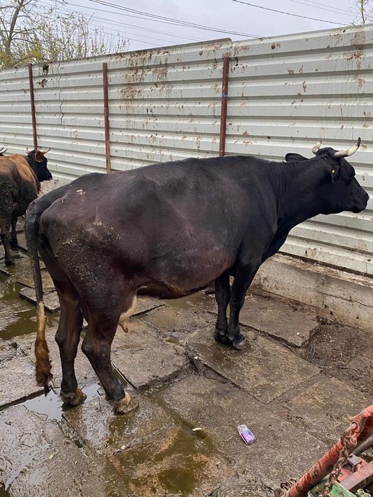 Vând vaca și vitea