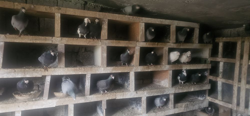 Porumbeii duduros-stil vechi- voiajor italian