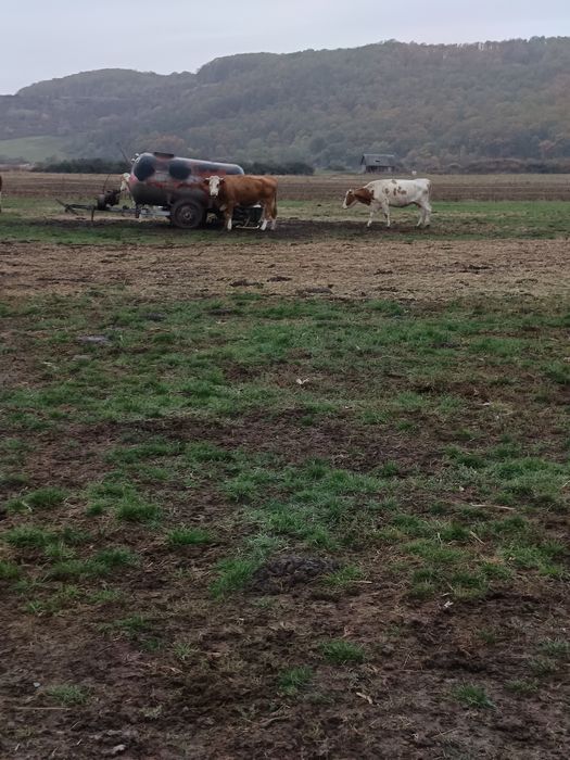 Vând vaci și juninci