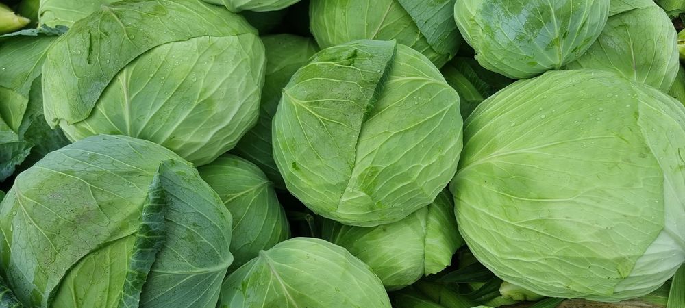 Varză de toamnă platā cu frunza subțire