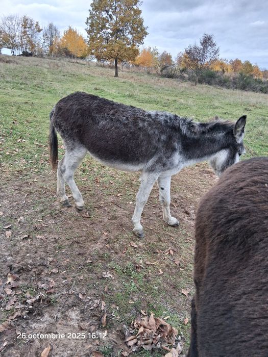 Vand tot ce se vede pret la tel la fiecare imparte