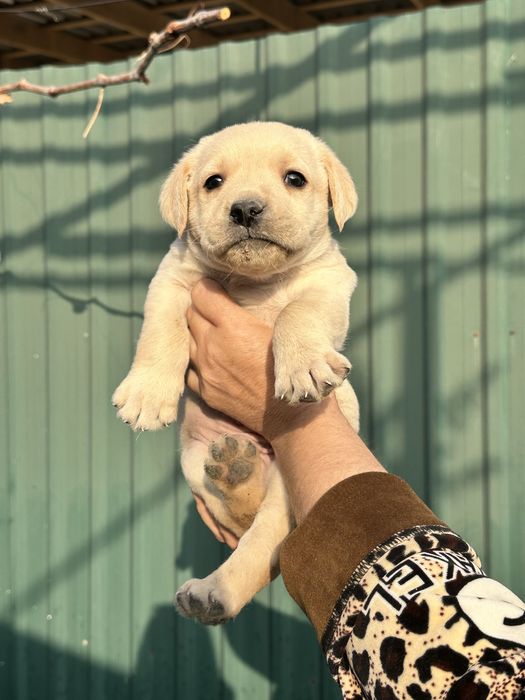 Продаем лабрадоров щенков