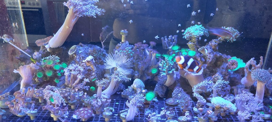 Коралы в морской аквариум в наличии и под заказ .