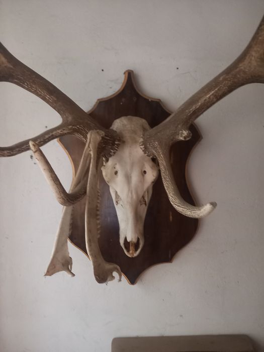 Ловен трофей благороден елен