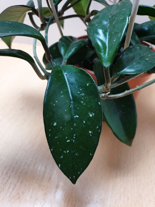 Хойя (сорт Карноза) Комнатное цветущее растение.