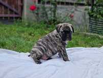 Pui  de Bullmastiff