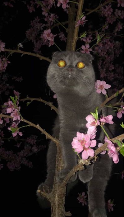 Vyazkaga qiz mushuk kerak!