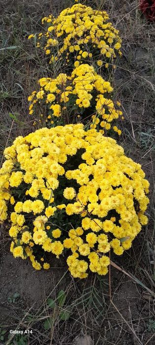 Xrizantema gul koʻchatlari