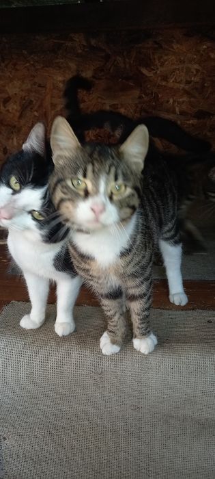 Donez pisoi de un an.