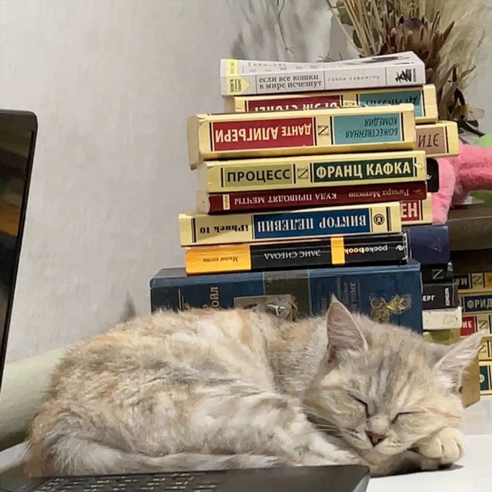 Кошечка ищет любящих хозяев