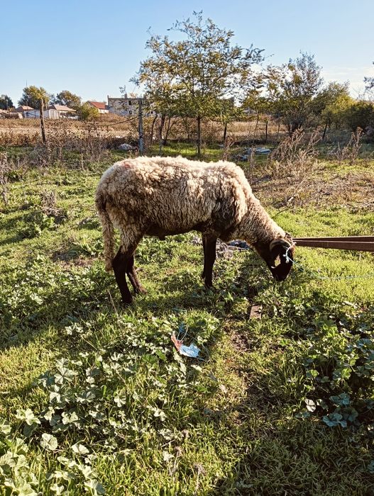 Berbec rasa carabașă