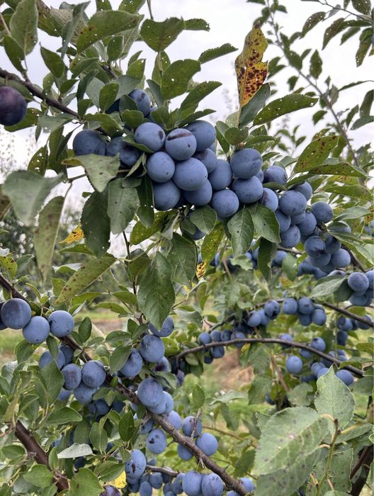 Vand prune pentru tuica
